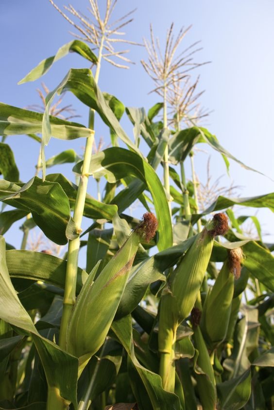 A Comprehensive Guide to Maize Production